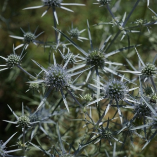 Eryngium amethystinum